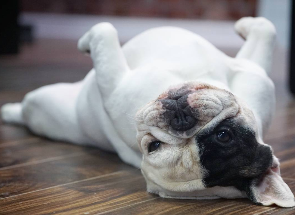 She's More Than A Pet To Me, She's My Companion