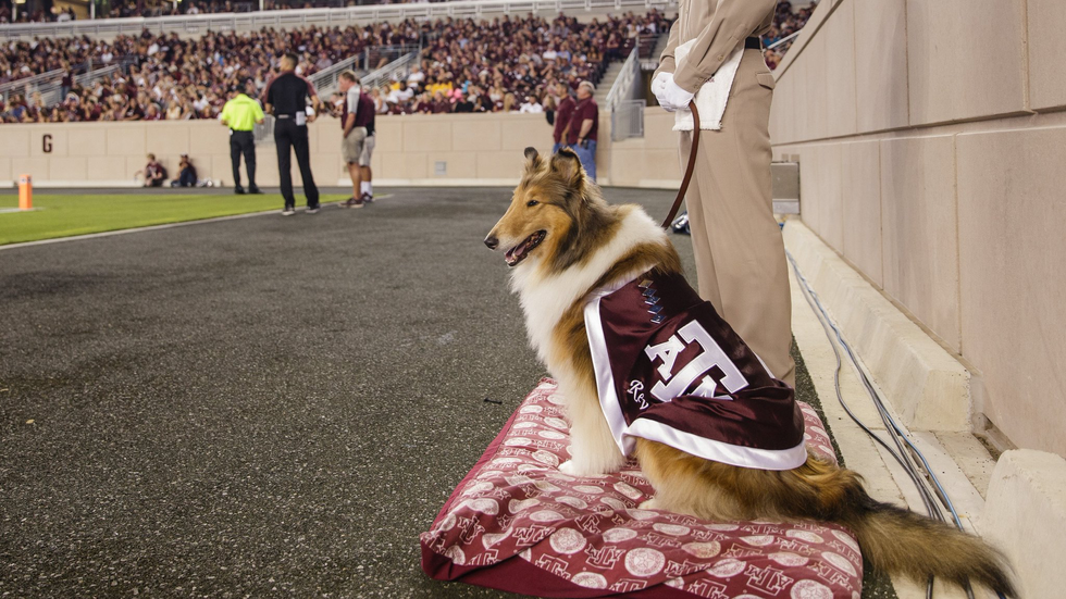 9 Reasons Why Reveille Is Actually Aggieland's Lil' Sebastian
