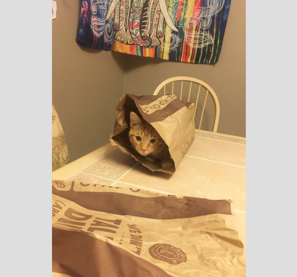 I Was A Dog Person Until I Got A Cat