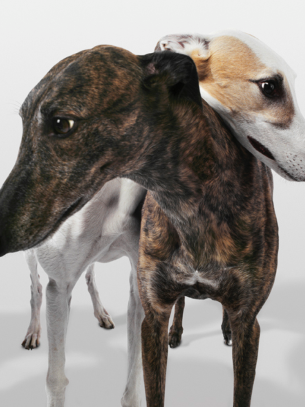 Why Greyhounds Make The Best Pets