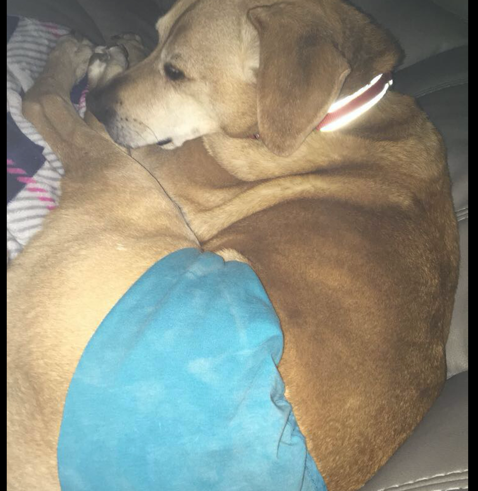 Love For My Shelter Boy