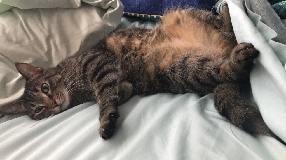 Let's End The Debate Right Meow: Cats Are Officially Better Than Dogs