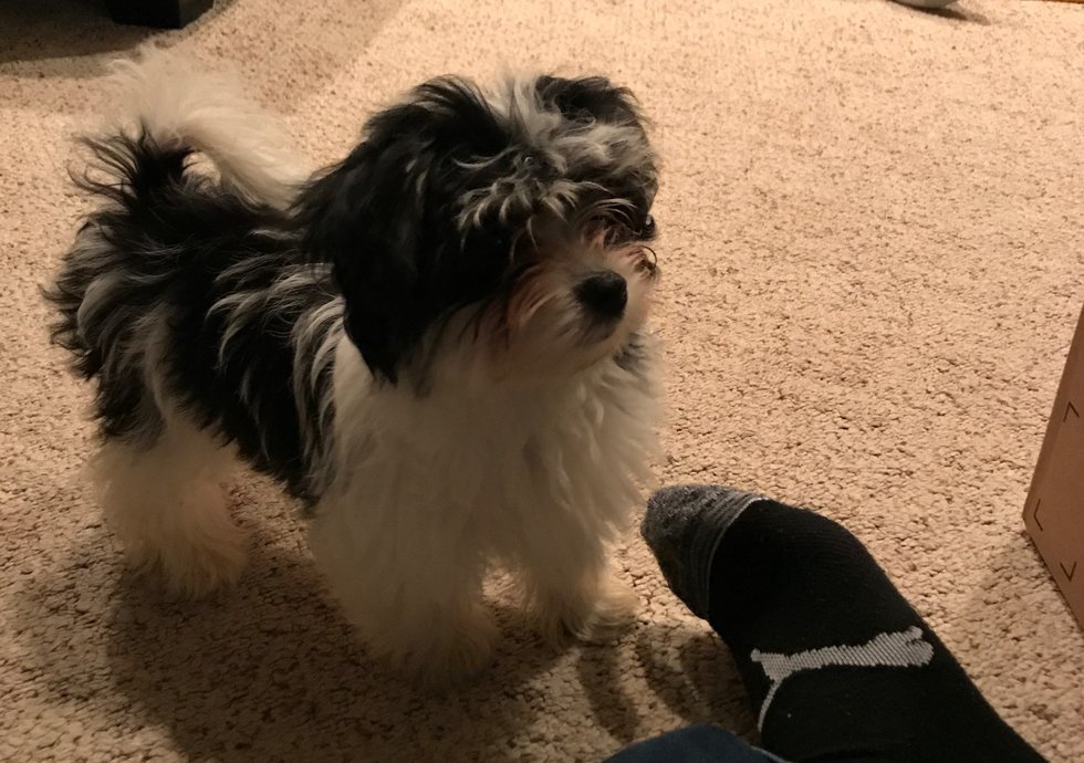 How It Feels To Finally Have a Puppy