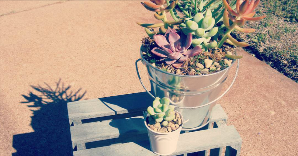 7 Stages Of Owning A Succulent And Trying So Hard To Keep It Alive
