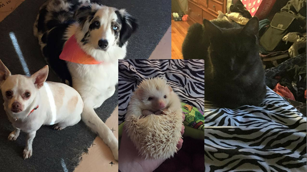 5 Reasons Why I Love Having Fur Babies