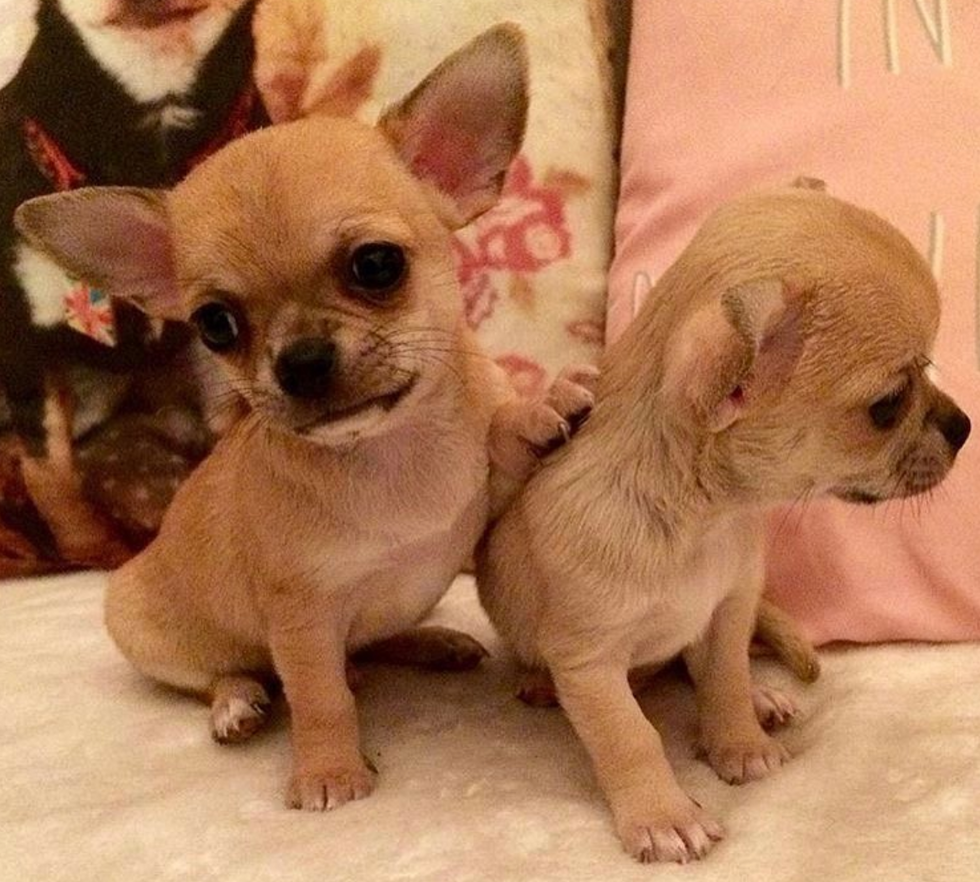 10 Reasons Chihuahuas Are Underrated, It's Time They Get Some More Love