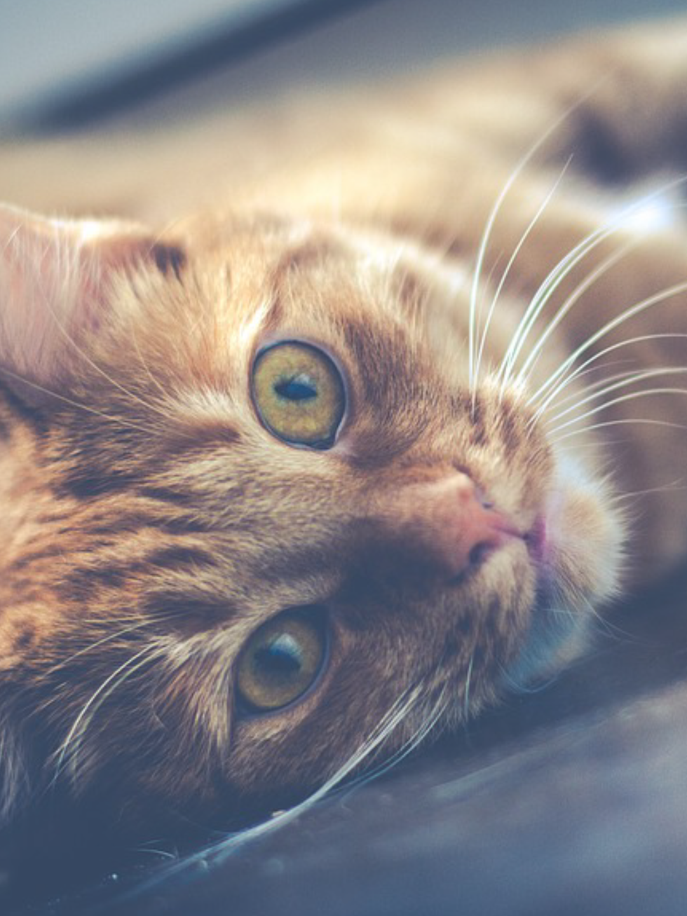 Let’s Go F.O.R.W.A.R.D, Not Backward