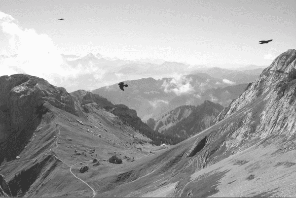 Depression Can Be A Quiet Whisper Or Ruthlessly Loud