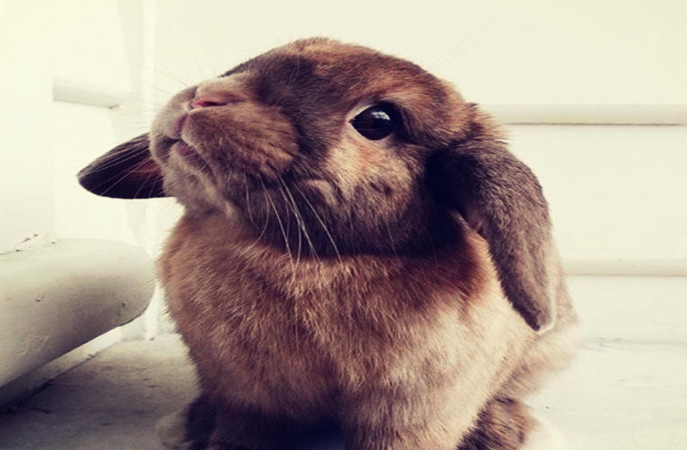 10 Times Fur Babies Remind Us Why We Love Them