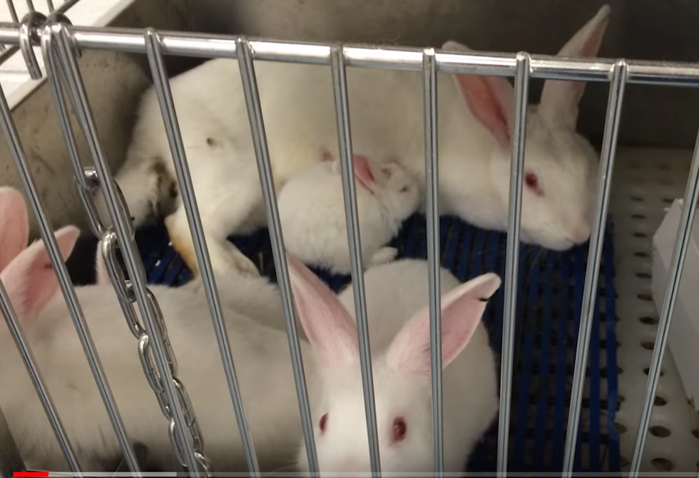 A List Of Animal Tested Products And Their Alternatives To Use Instead Of Hurting Animals