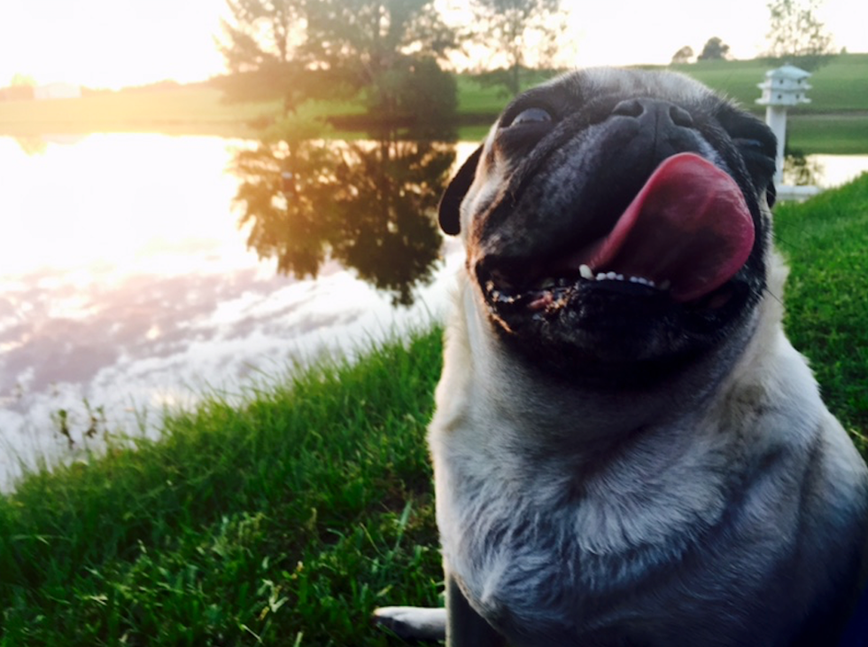 Yes, I Own A Pug, No, I Don’t Have Personal Space