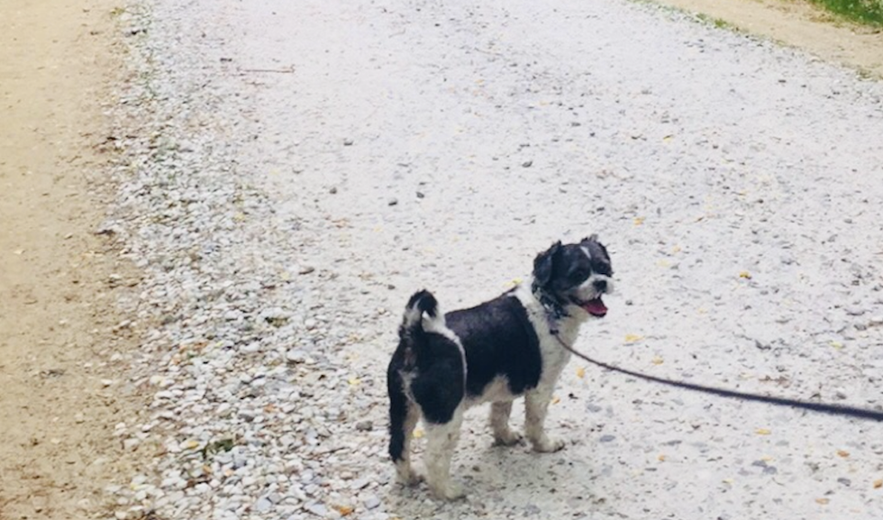 Not To Sound Like A Sarah McLachlan Commercial But I’ve A Lot Learned From My Dog That Came From A Shelter