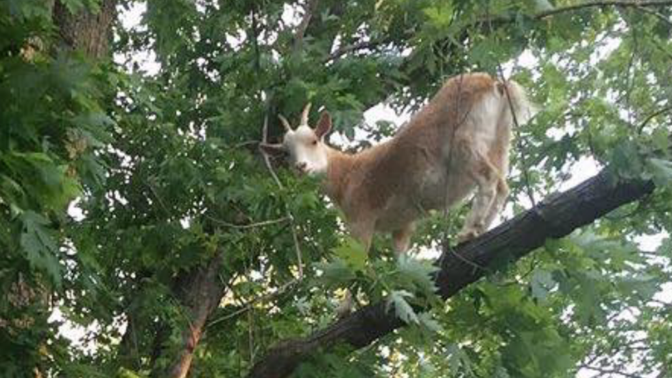 12 Goat Gifs To Help You Get Through That Audition