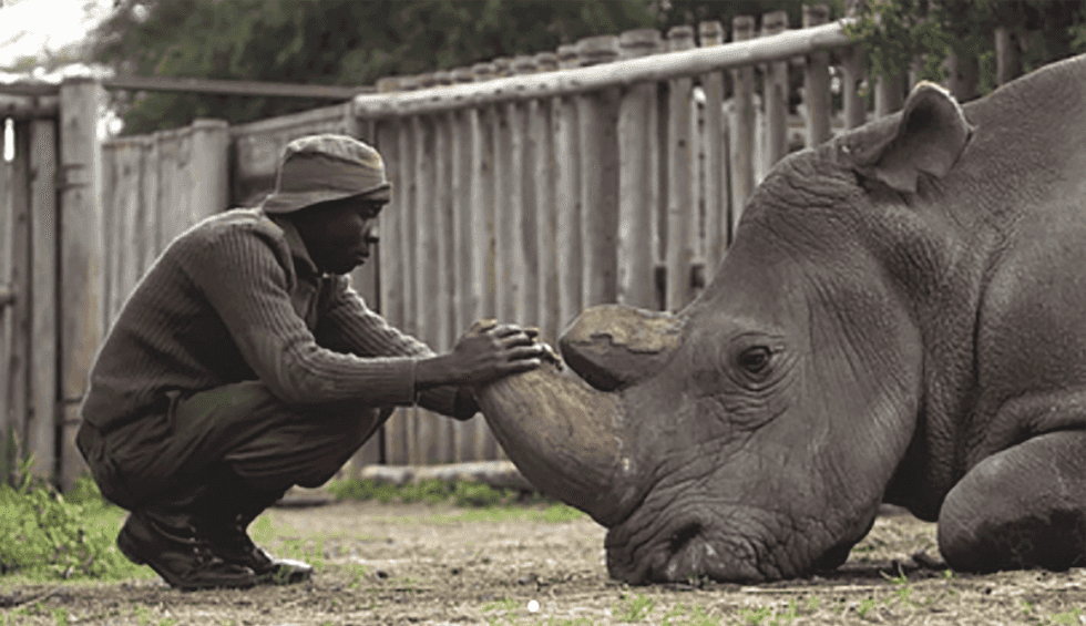 The Death Of Sudan: A Wake-Up Call