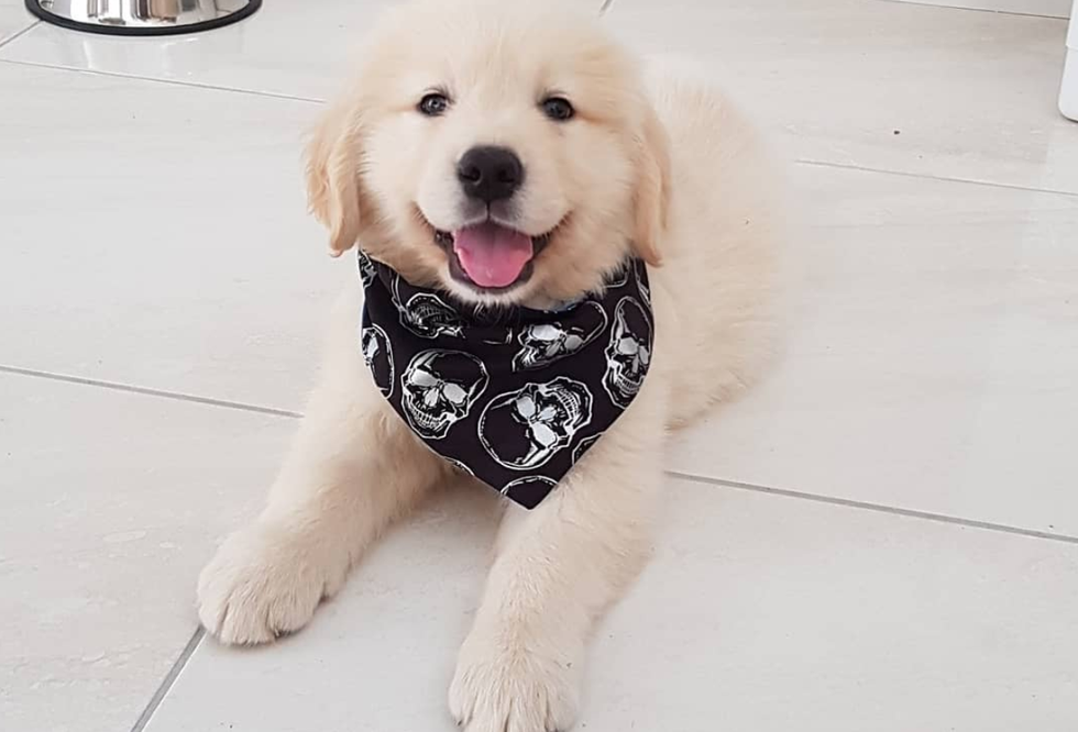 Just 13 Cute Animals To Make Your Day Better