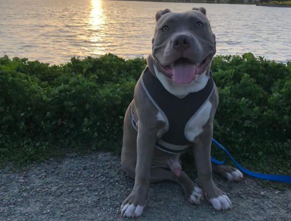 The 11 Stages Of Walking Through The Pet Store And Falling In Love With All The Animals