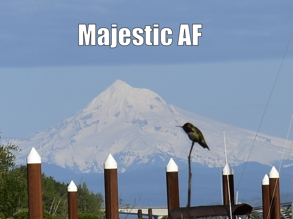 When Nature Gives You Memes: