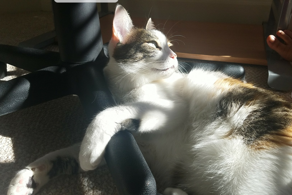 8 Meowst-Know Facts Before Getting A Cat For The First Time