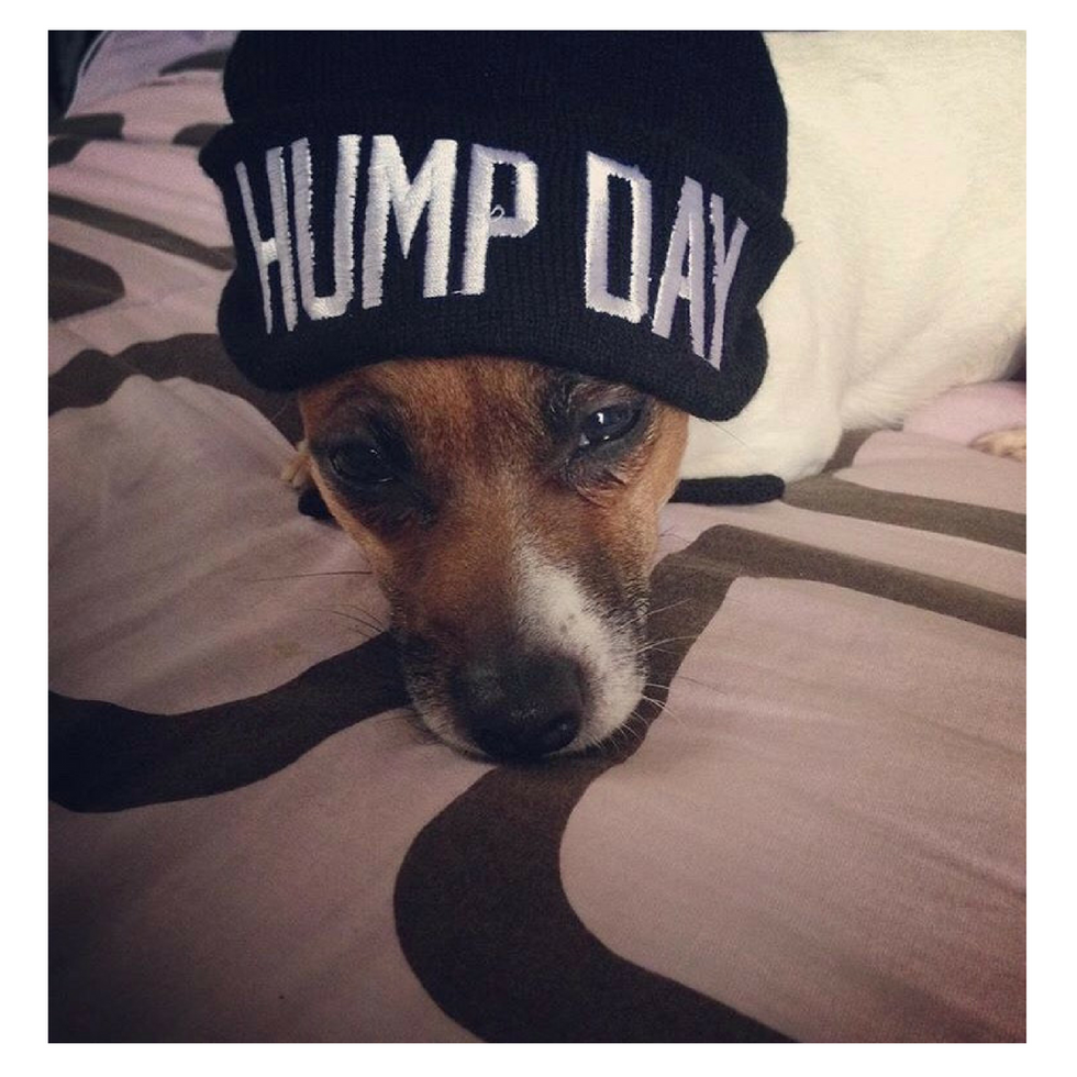 15 Things Every Dog Owner Does On Instagram