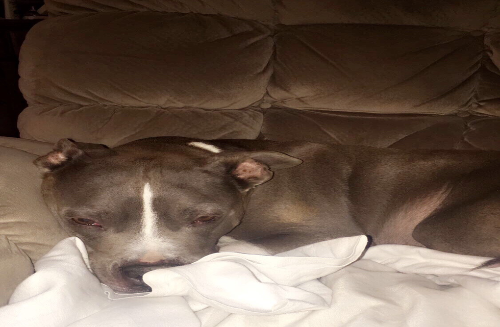 The Curious Incident Of The Dog: A Book Review