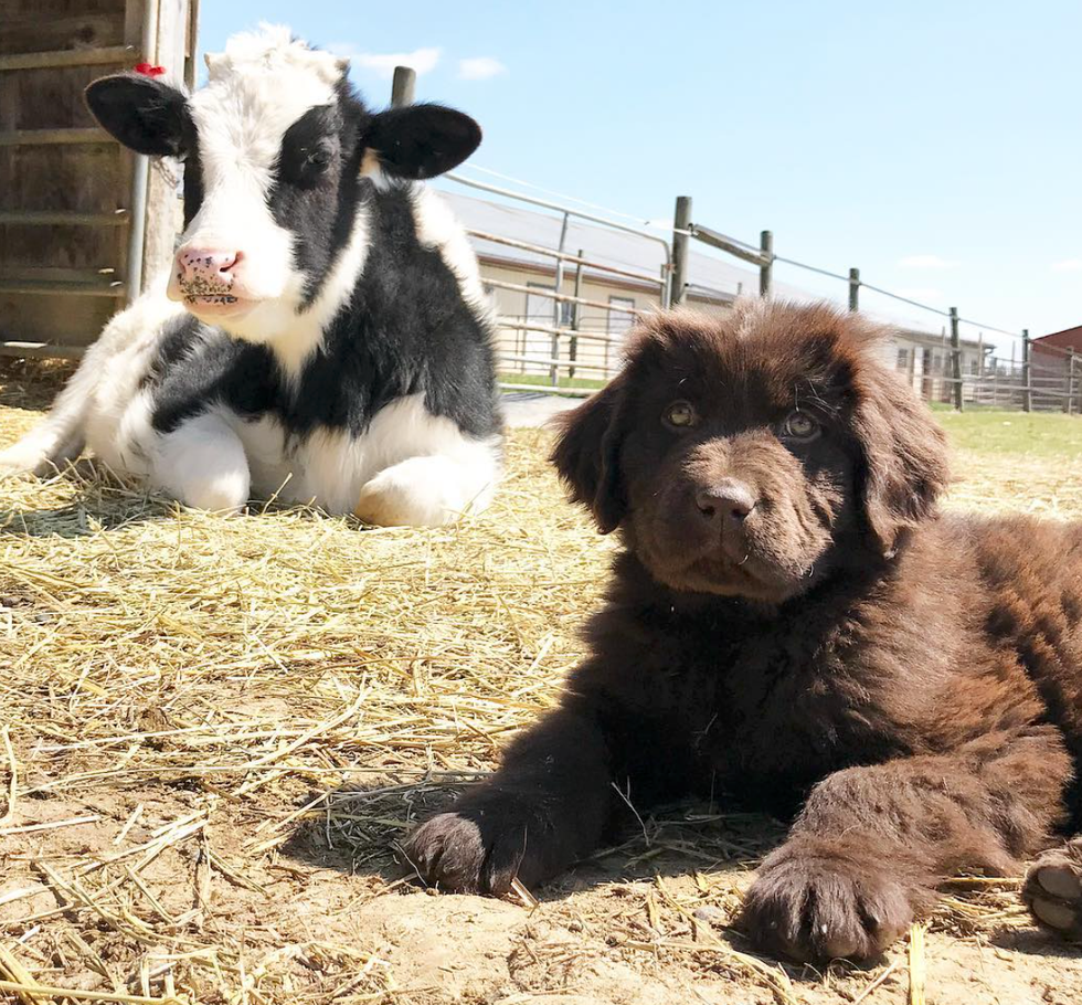 5 Reasons To Go Vegan Today