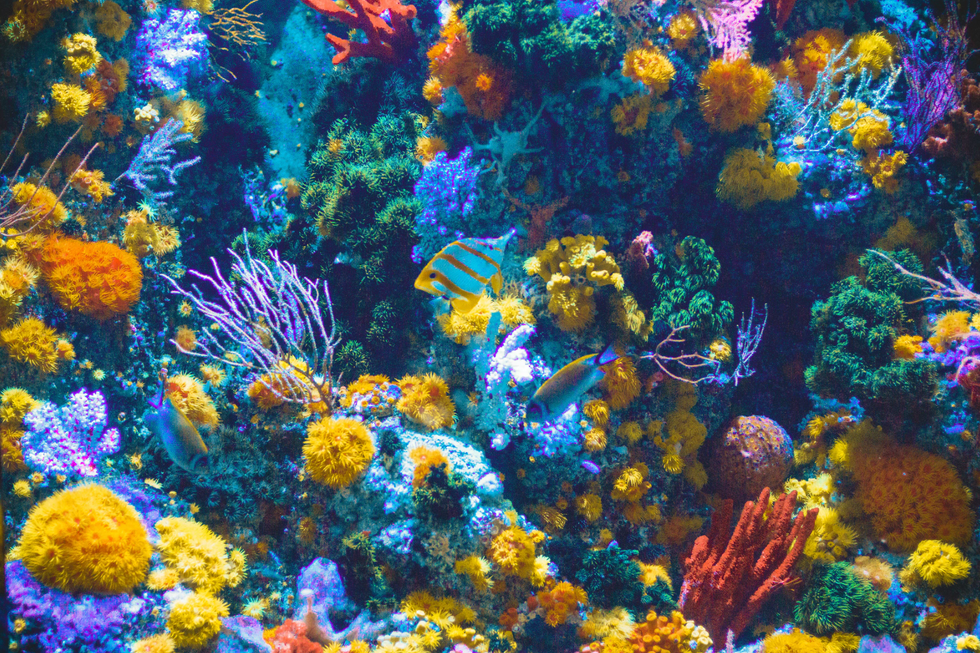 Swimmers Just Trying To Protect Their Skin May Be Destroying Coral Reefs Without Realizing It