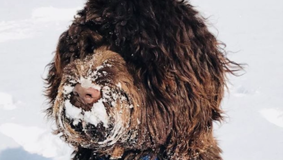 Here's What I Learned When I Got A Dog