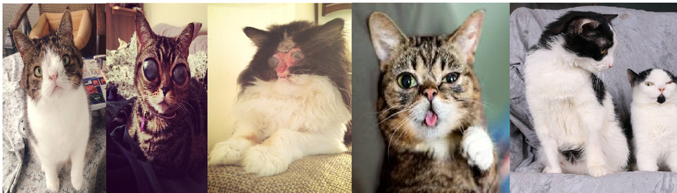 5 Famous Special Needs Cats And Their Inspirational Stories
