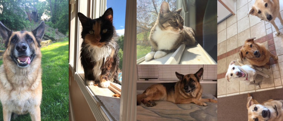 My Pets Are The Reason I'm Still Sane So If You Don't Already Have One, Get A Dog...Or A Cat