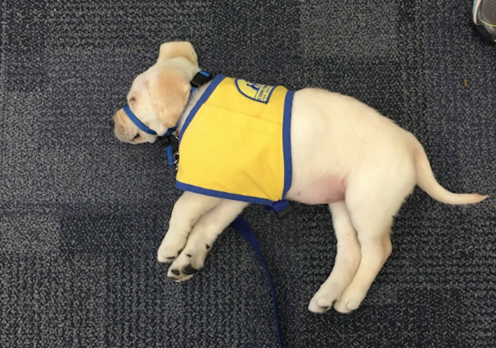 My Experience Raising A Service Dog