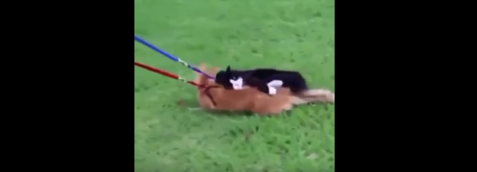 20 Classic Vine Videos That Perfectly Capture Your College Summer