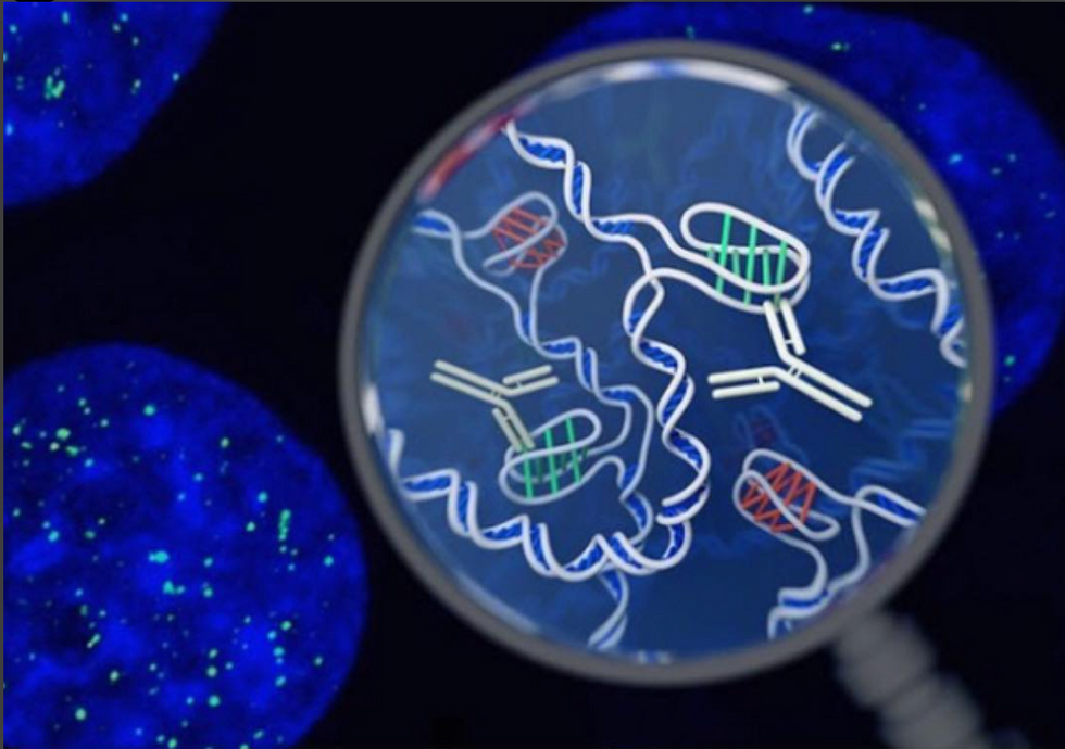 Twisted Knot DNA Found In Human Cells Could Control Standard DNA
