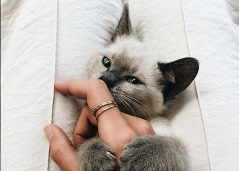 15 Cute Cat Breeds For When You Need More Cats In Your Life