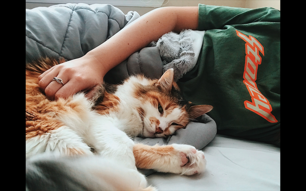 14 Reasons Cats Are Better Than Dogs