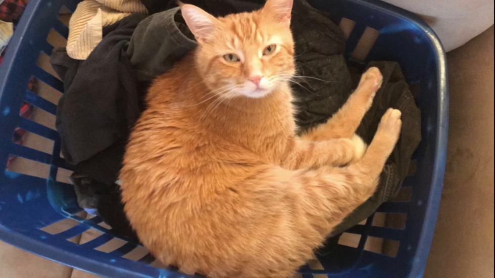 10 Places You Didn't Plan On Finding Your Cat, But Keep Finding Them Anyway