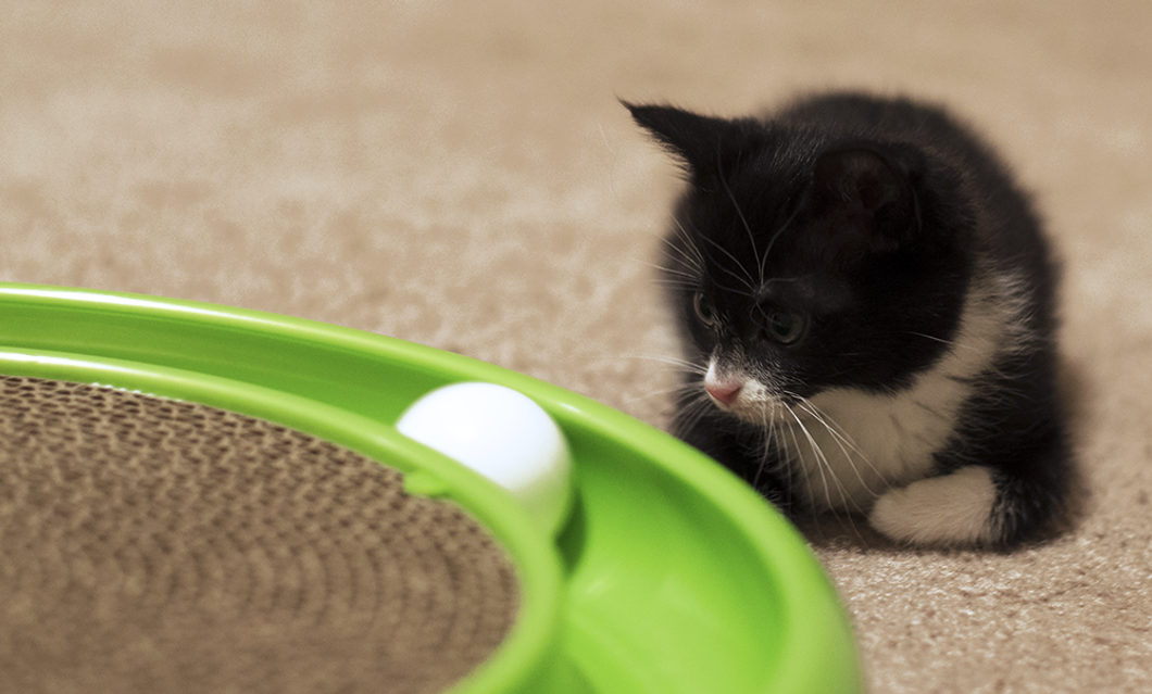 Cats Get A Bad Rap And I Have Learned So Many Life Lessons from my Cat