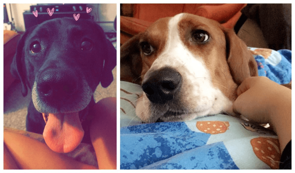 dear sweet pups, thank you for being the light of my life