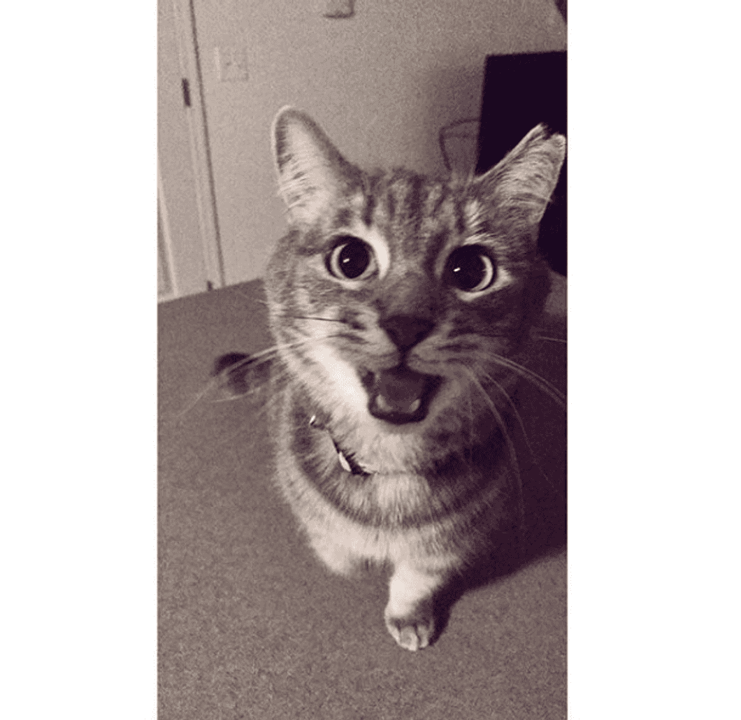 9 Reasons You Need A Cat In College, As Told By A 'Dog Person'