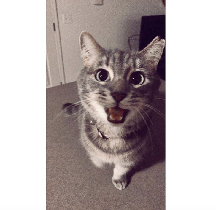 9 Reasons You Need A Cat In College, As Told By A 'Dog Person'