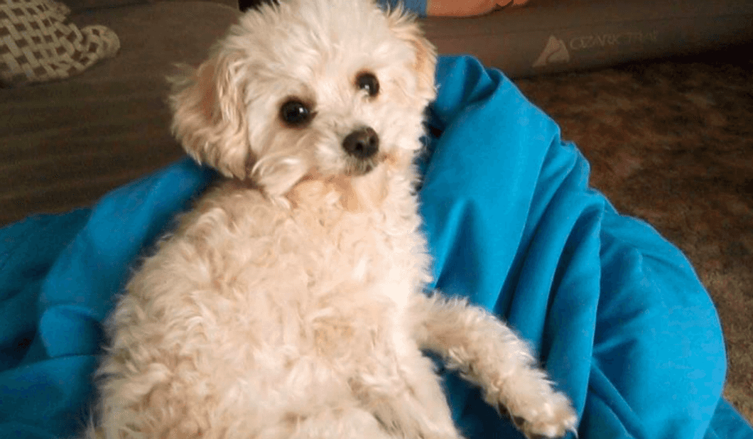 No Pets Or Kids Until At Least 30, That's The Decision