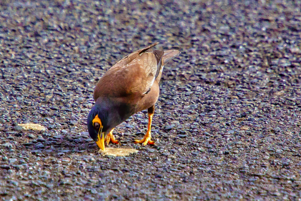 The Need For Biodegradable Chewing Gum is Real