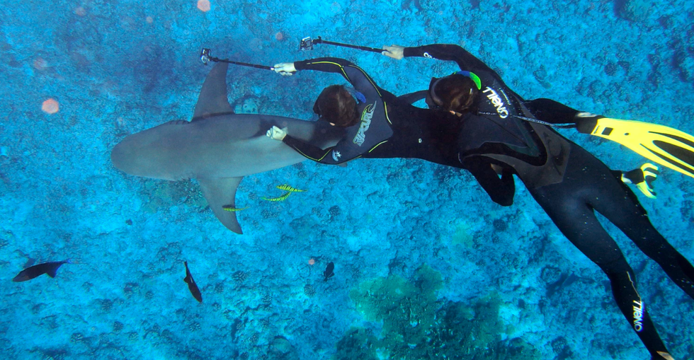 Shark Week Is More Than 7 Days Of Jaw-Dropping Entertainment, It's Also Educational