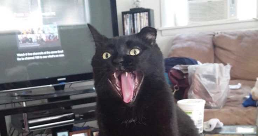 5 Reasons Why My Cat is my best friend