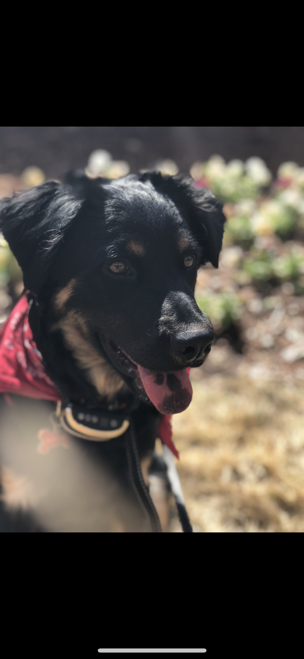 Turns Out, Getting A Dog In College May Not Be The Best Idea