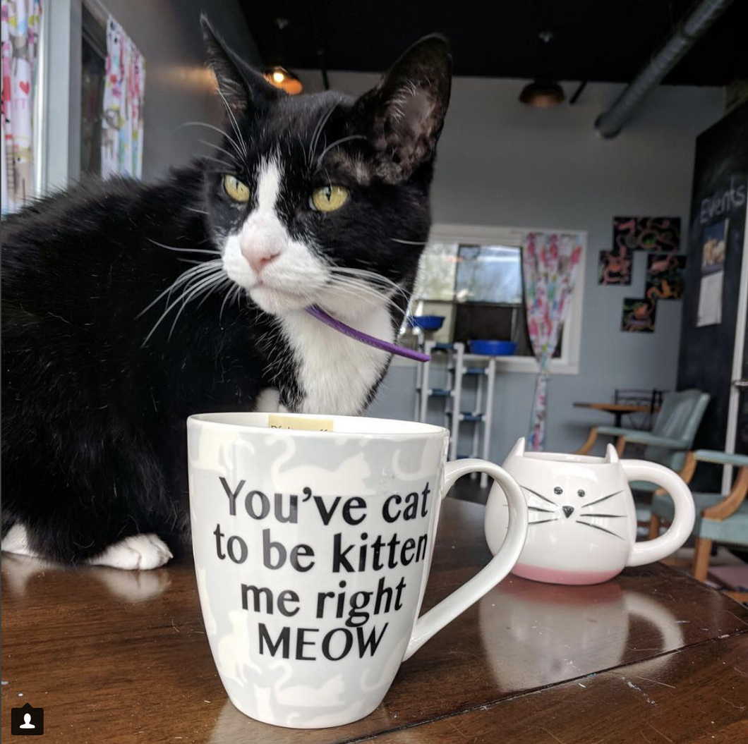 I Visited The First Cat Cafe In Grand Rapids, Michigan