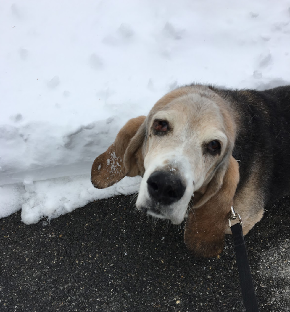 To The Dog Who Lived Next Door