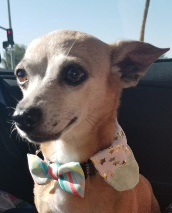 5 Reasons Why Everyone Needs A Dog In Their Life