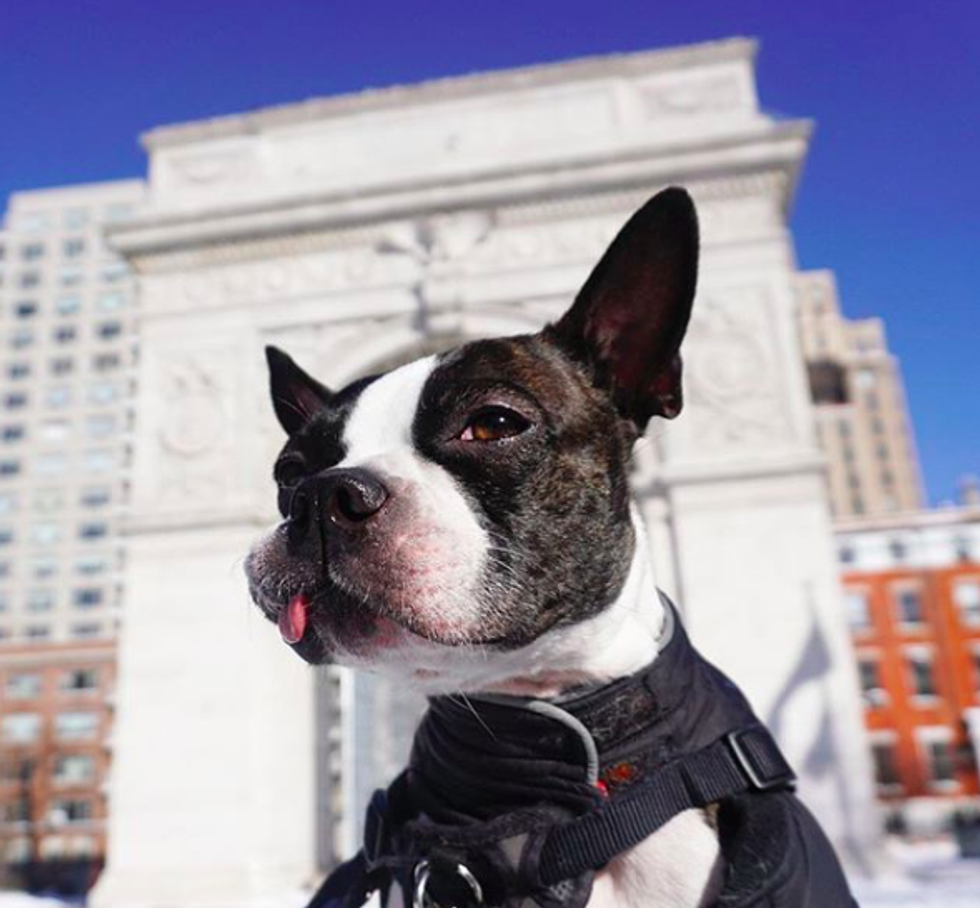The Ultimate Guide To Dog-Watching In NYC