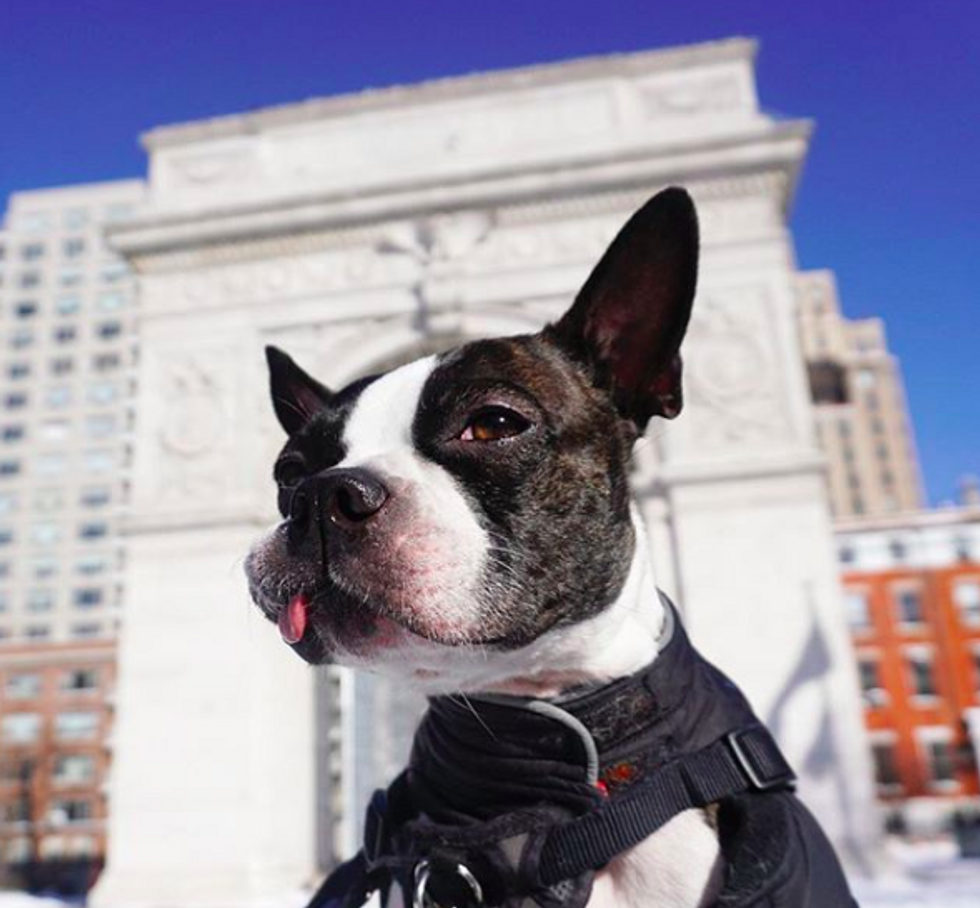 The Ultimate Guide To Dog-Watching In NYC