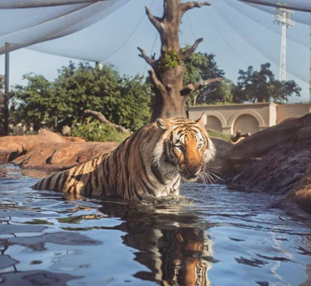 LSU's Mike The Tiger Lives Better Than Most Students At LSU, So Leave Him On Campus